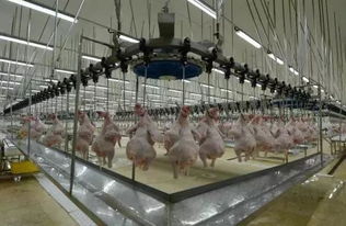 資本正瘋狂投資農(nóng)業(yè) 這些項(xiàng)目融資模式值得學(xué)